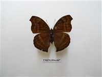 藏品(黯眼蛺蝶)的圖片